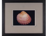 Művészi fotográfia : Shell kagyló 