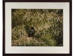 XX. századi fotográfus : Természetfotó - madár