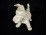 Régi Schaubach Kunst biszkvit fox terrier