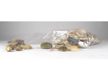Régi kagyló csiga ásvány gyűjtemény 1.5 kg