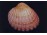Művészi fotográfia : Shell kagyló 