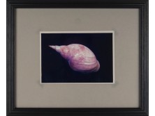 Művészi fotográfia : Csiga