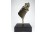 Hatalmas levelibéka bronz kisplasztika márvány talapzaton 34.5 cm