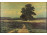 Ivan Shishkin : Magányos tölgy