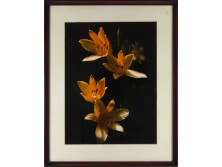 XX. századi fotográfus : Természetfotó - sárga liliom 52 x 42 cm