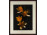 XX. századi fotográfus : Természetfotó - sárga liliom 52 x 42 cm
