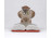 Régi Drasche porcelán olvasó bagoly figura